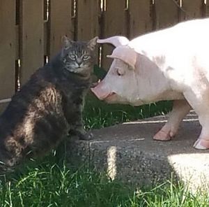 Meet your Posher, Billy